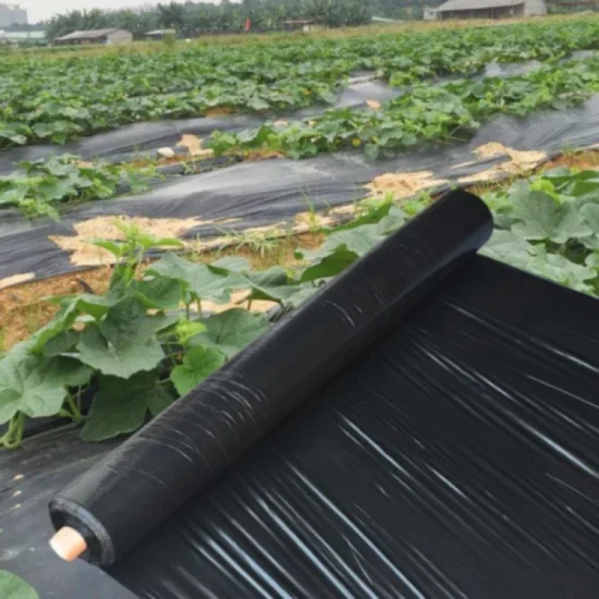 Black Black Mulching