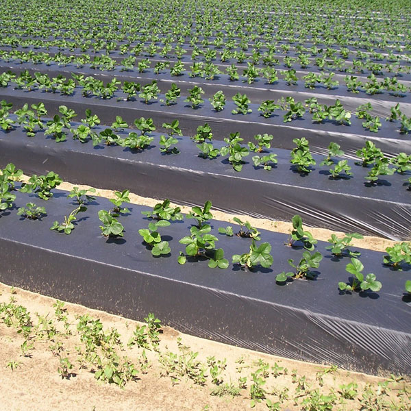 Mulching Application 2